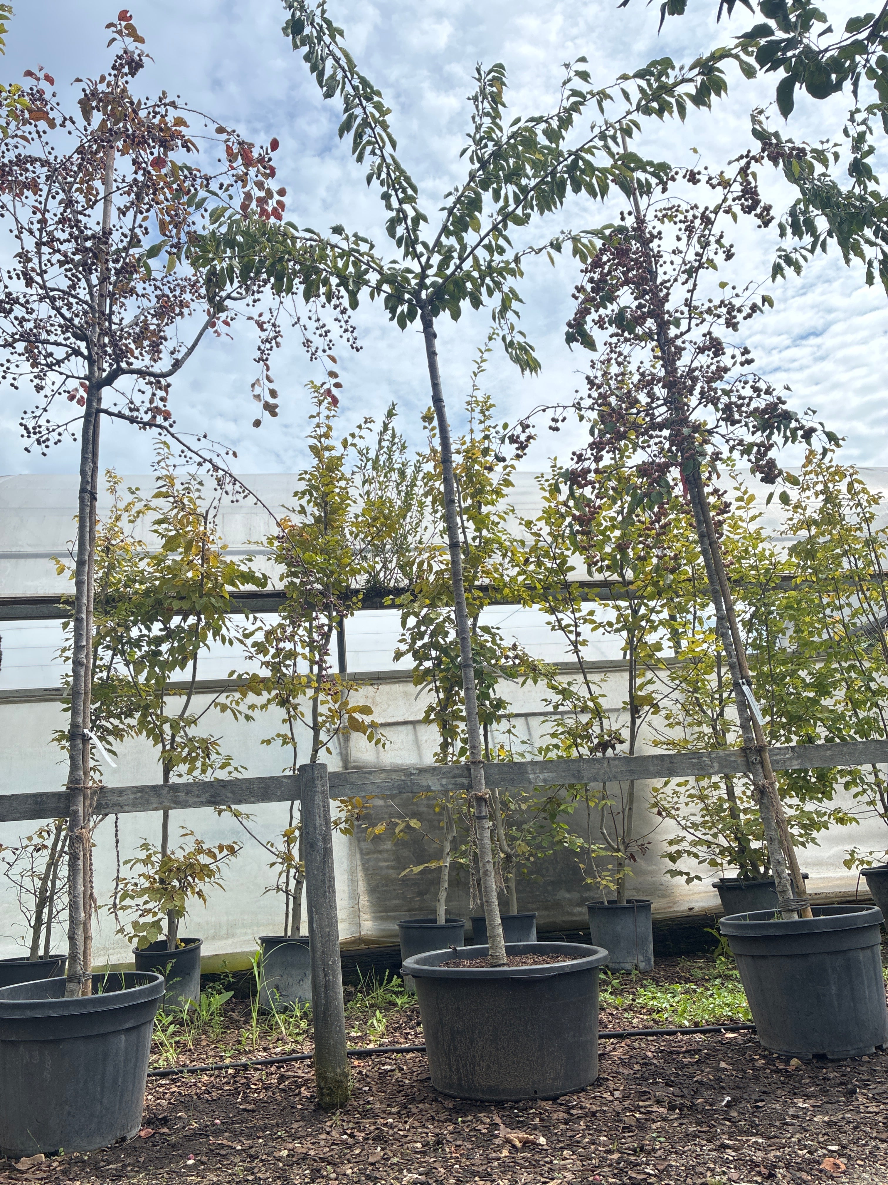 Japanische Maienkirsche / Prunus yedoensis